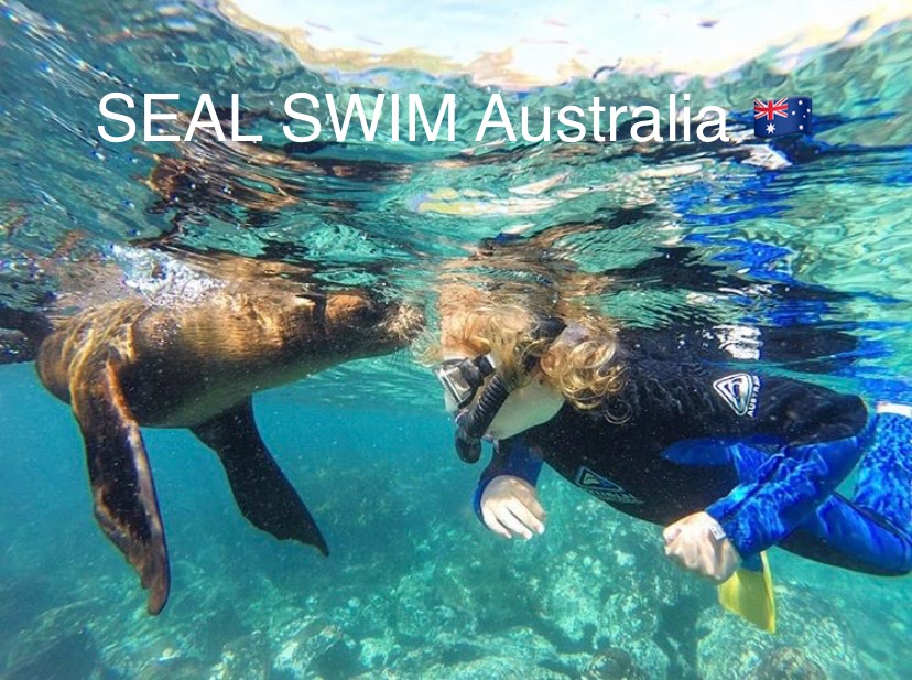 SEAL SWIM Australia Guided Snorkel  or Scuba Dive with Seals SOUTHBOUND Escapes VIP (5mm Full Length Wetsuits and Top Quality gear included)