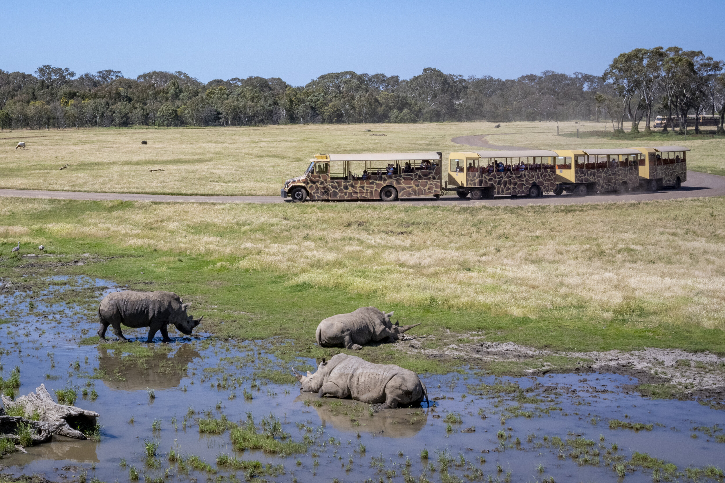 Go Safari with Geelong Tours