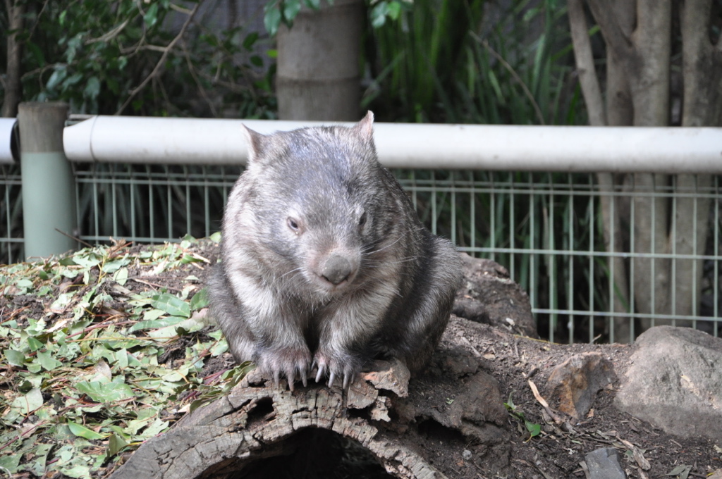 Blue Mountains Private Tour Including Scenic World & Sydney Zoo