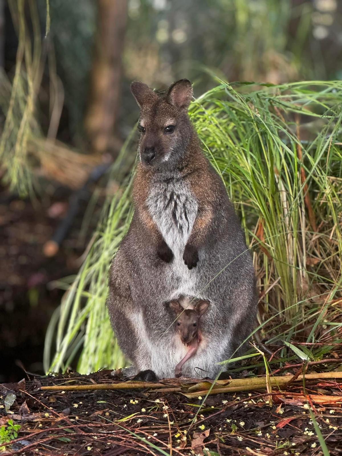 PRIVATE Blue Mountains, Scenic World, Kangaroo & Koala Interaction Tour