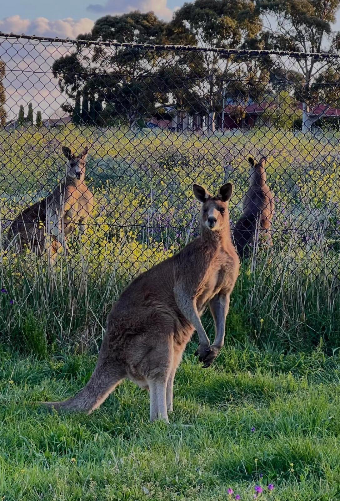 PRIVATE Blue Mountains, Scenic World, Kangaroo & Koala Interaction Tour