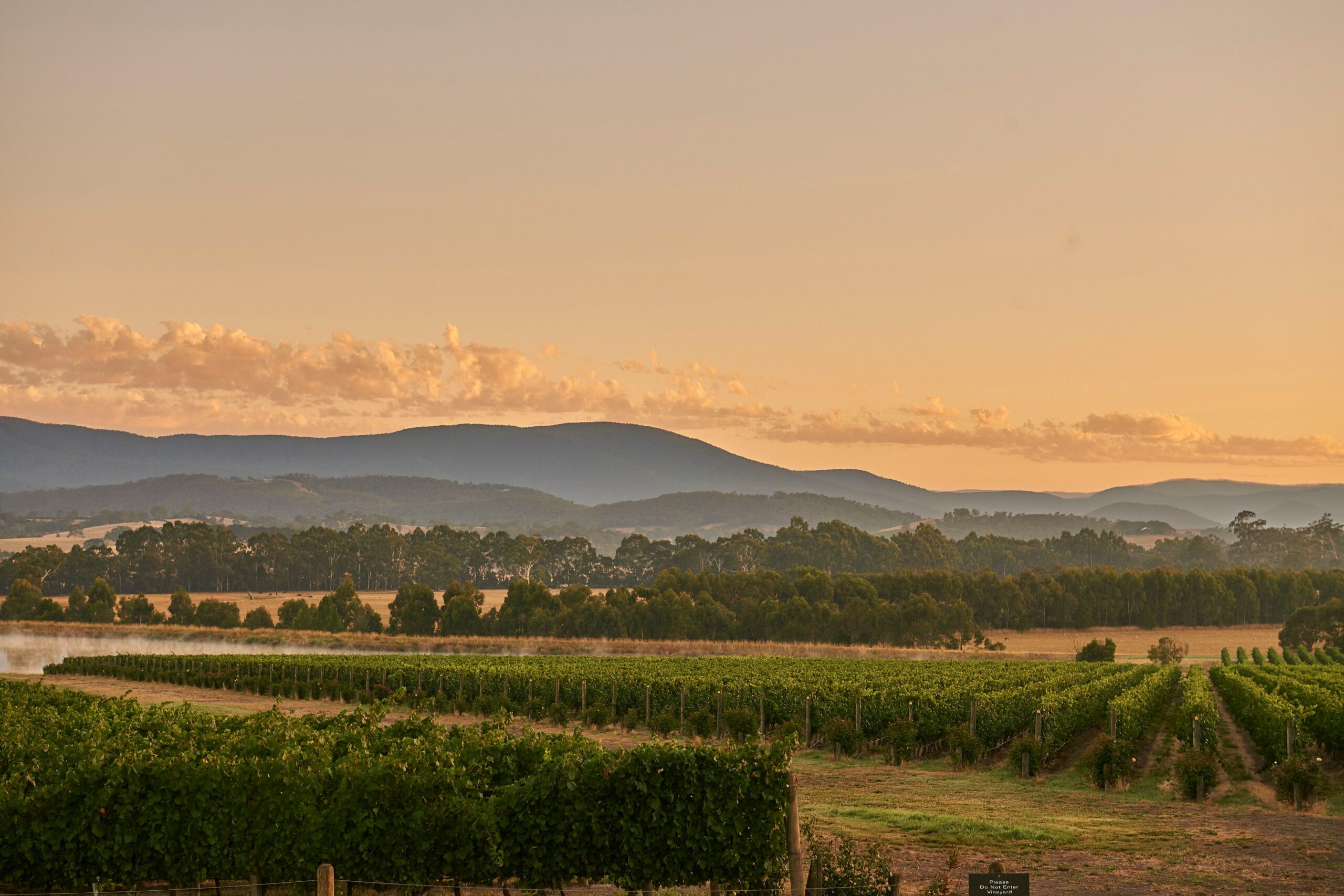 Yarra Valley Wine Foundation Masterclass