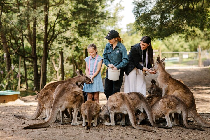 Wings Wildlife Park Tour With Burnie Attractions Bus, Australia 