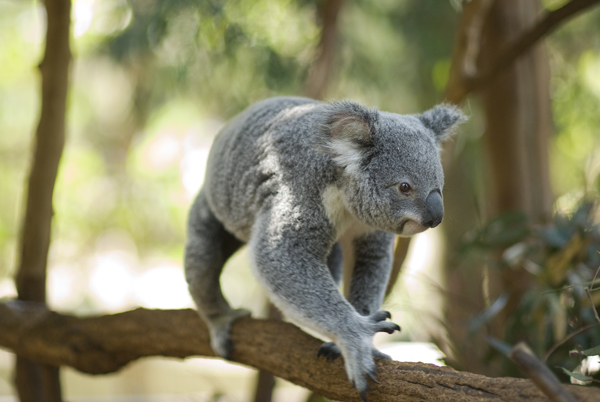 01 Koala & River Cruise - RETURN CRUISE- ENTRY INCLUDED