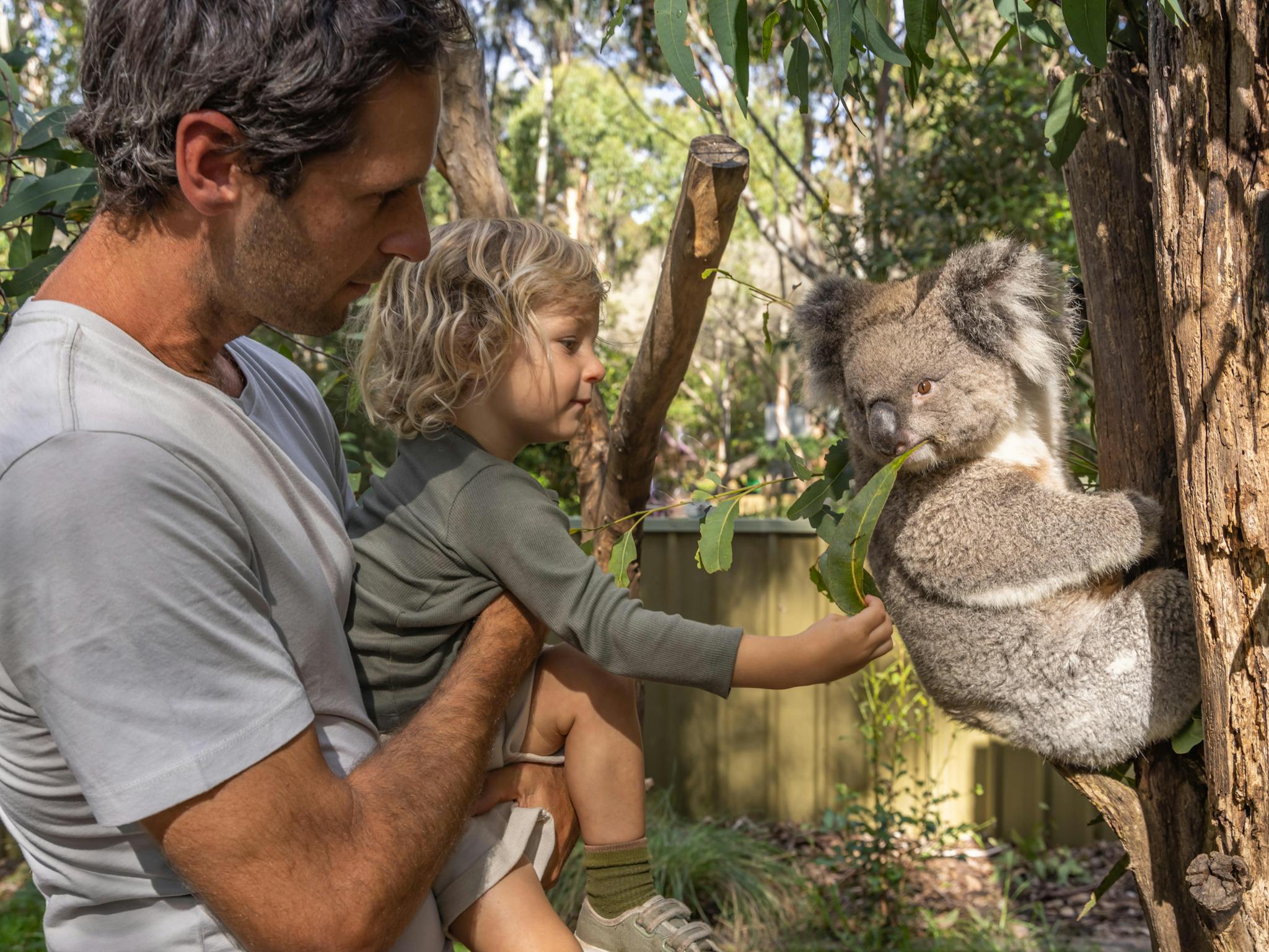 PRIVATE Blue Mountains, Scenic World, Kangaroo & Koala Interaction Tour