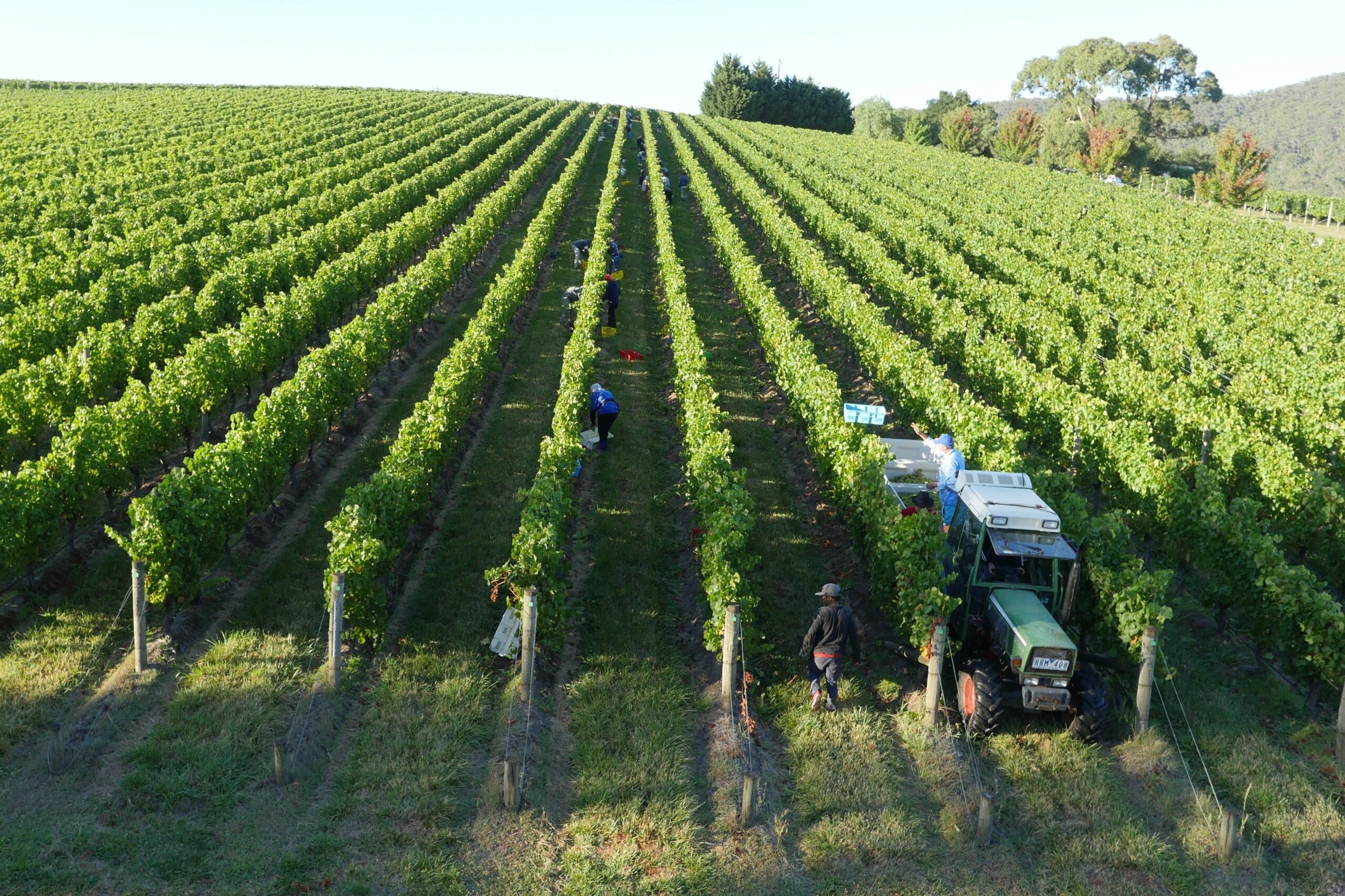 Yarra Valley Winery Tour with Champagne Brunch