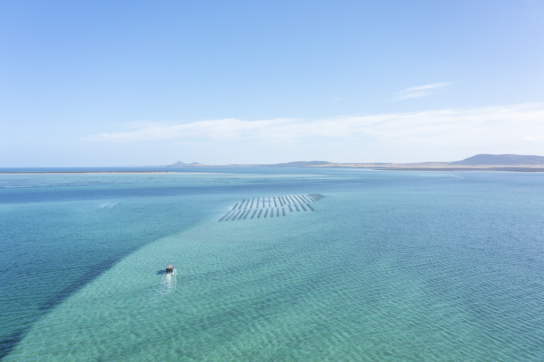 Coffin Bay Oyster Farm & Bay Tour - No Oysters - Including Wading Experience