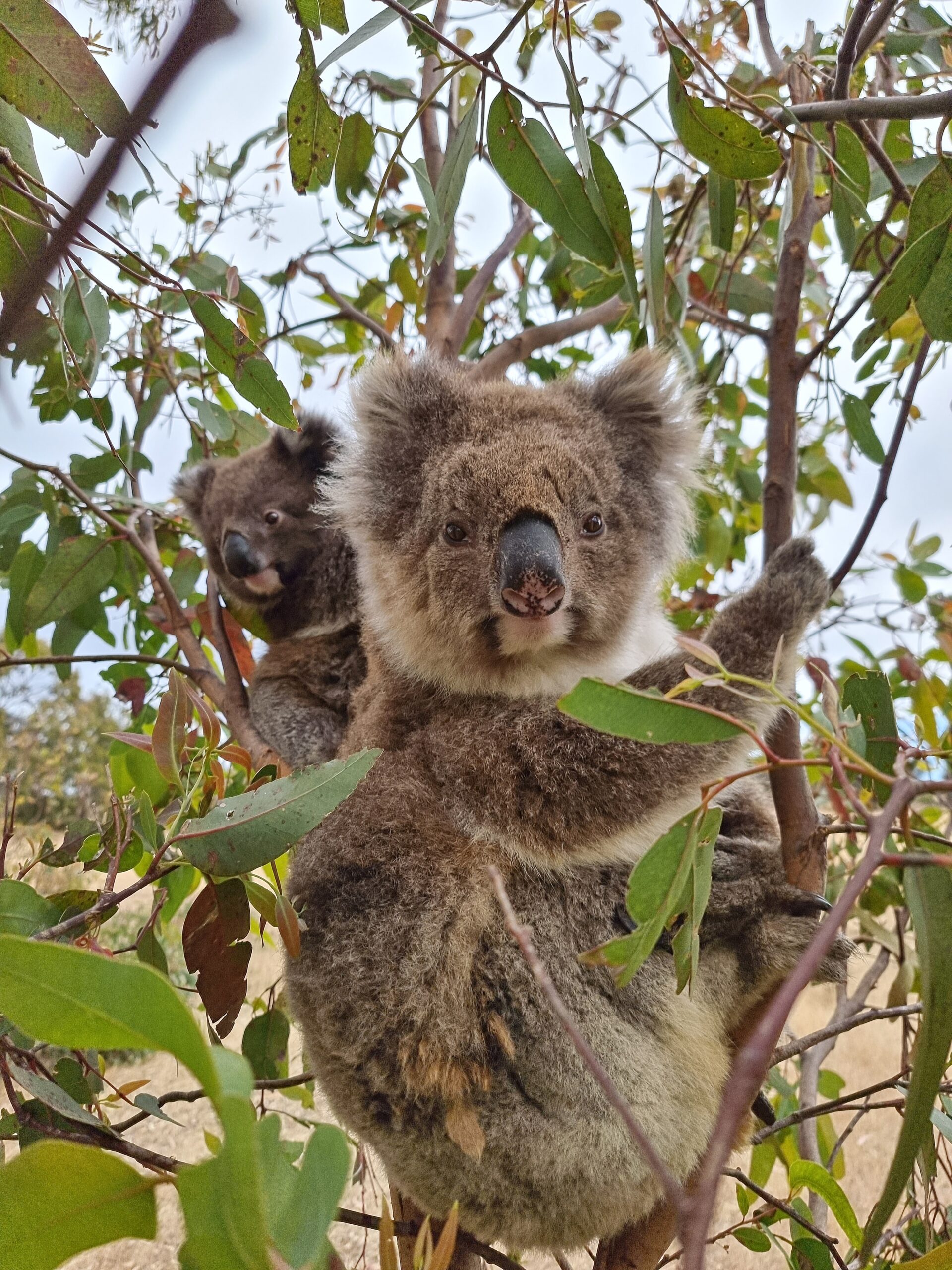 Port Lincoln Koala Sanctuary Half-day Tour