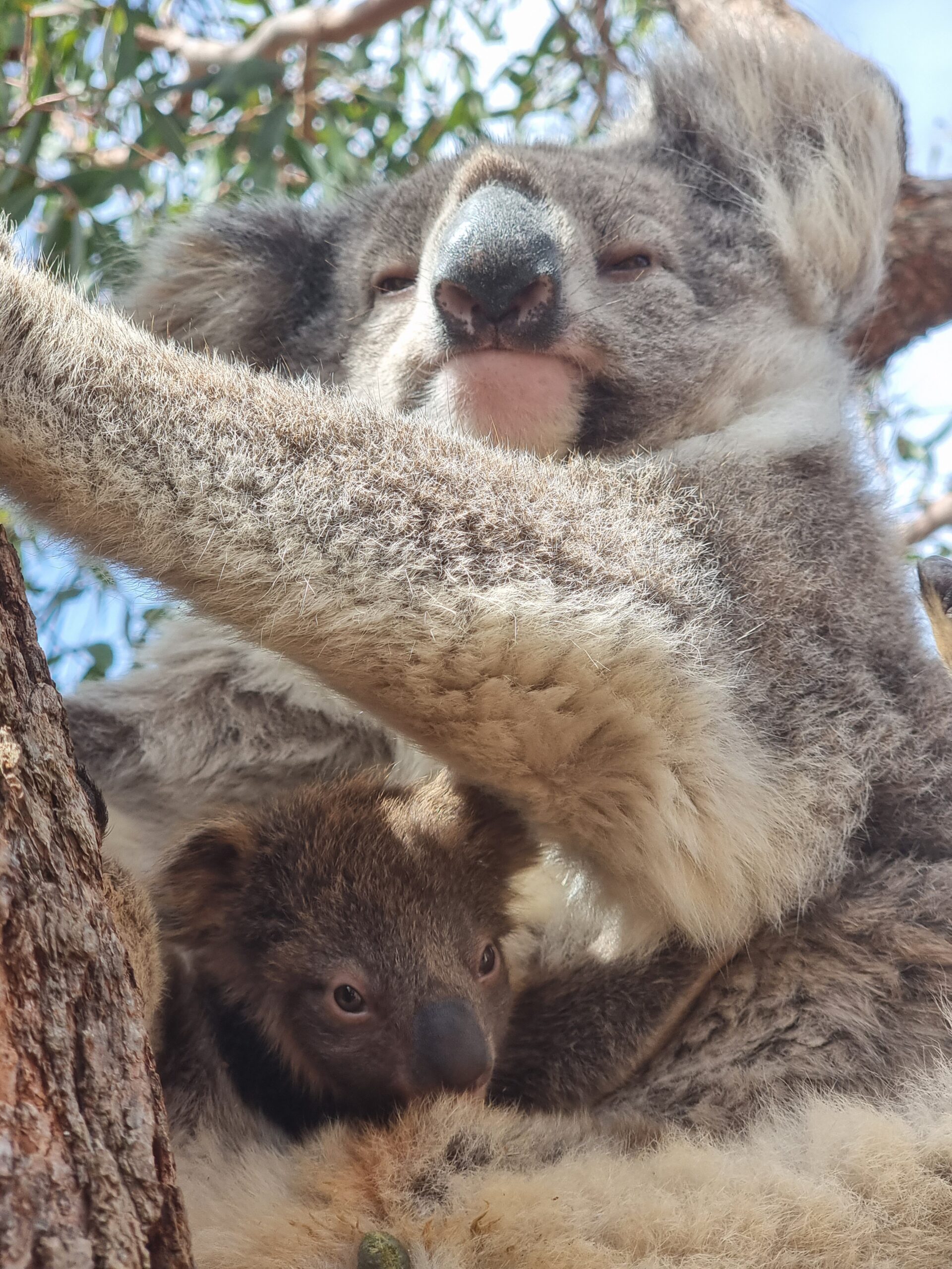 Port Lincoln Koala Sanctuary Half-day Tour