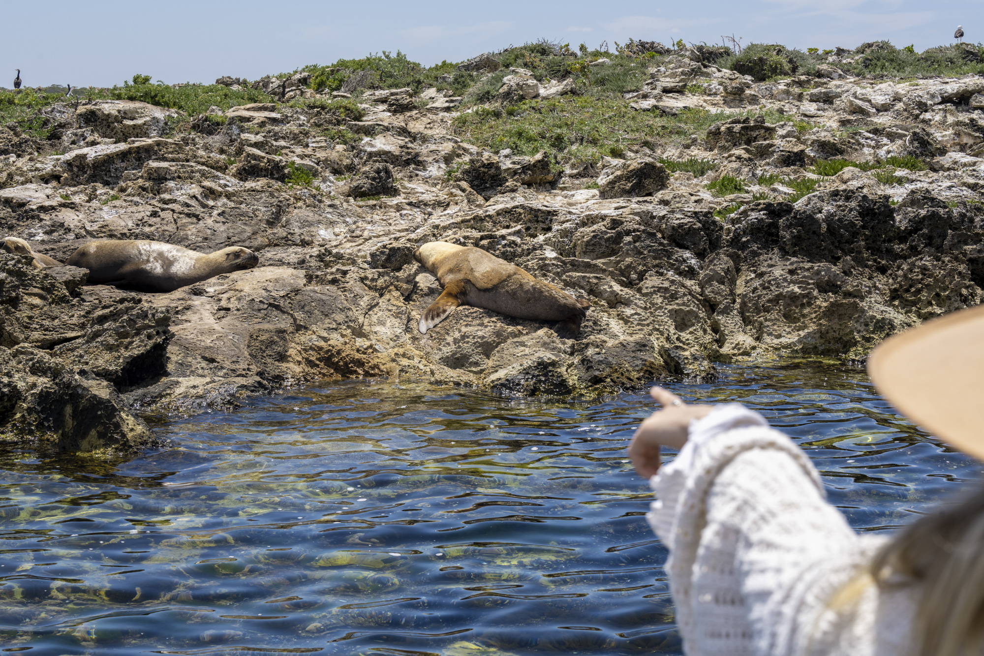 Coffin Bay Oyster Farm & Bay Tour - No Oysters - Including Wading Experience