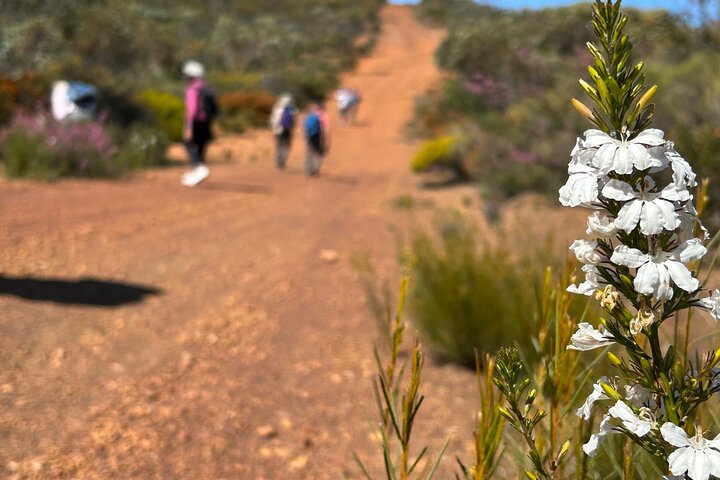 5 Days Walking with Wildflowers – Fitzgerald Biosphere