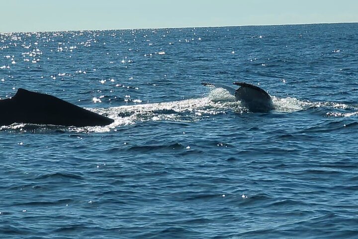 Dolphin watching Experience in Noosa Heads