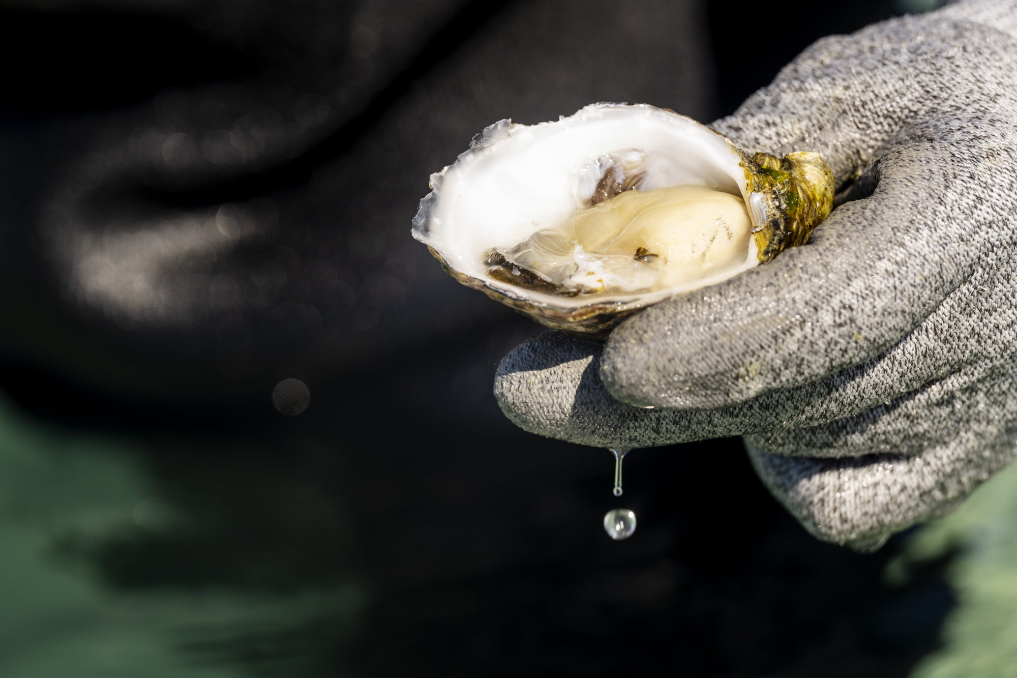 Coffin Bay Oyster Farm & Bay Tour - No Oysters - Including Wading Experience