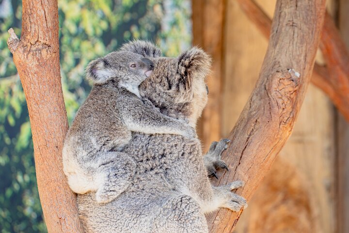 Private Blue Mountain Tour with Sydney Zoo and River Cruise