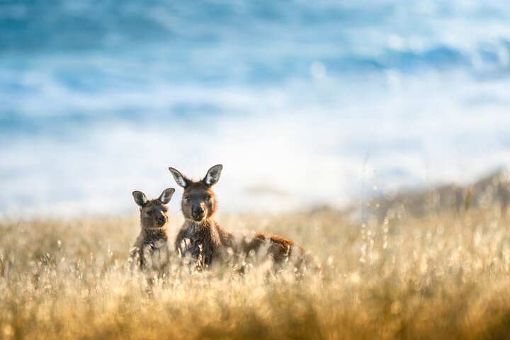 Kangaroo Island Lighthouse Tour with Wine Tasting
