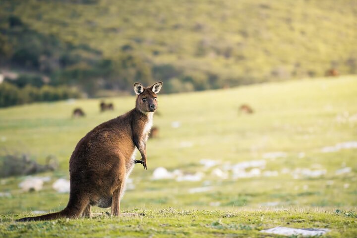 Kangaroo Island Lighthouse Tour with Wine Tasting