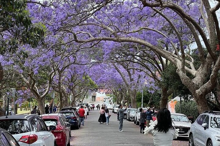 Private City Tour in Sydney