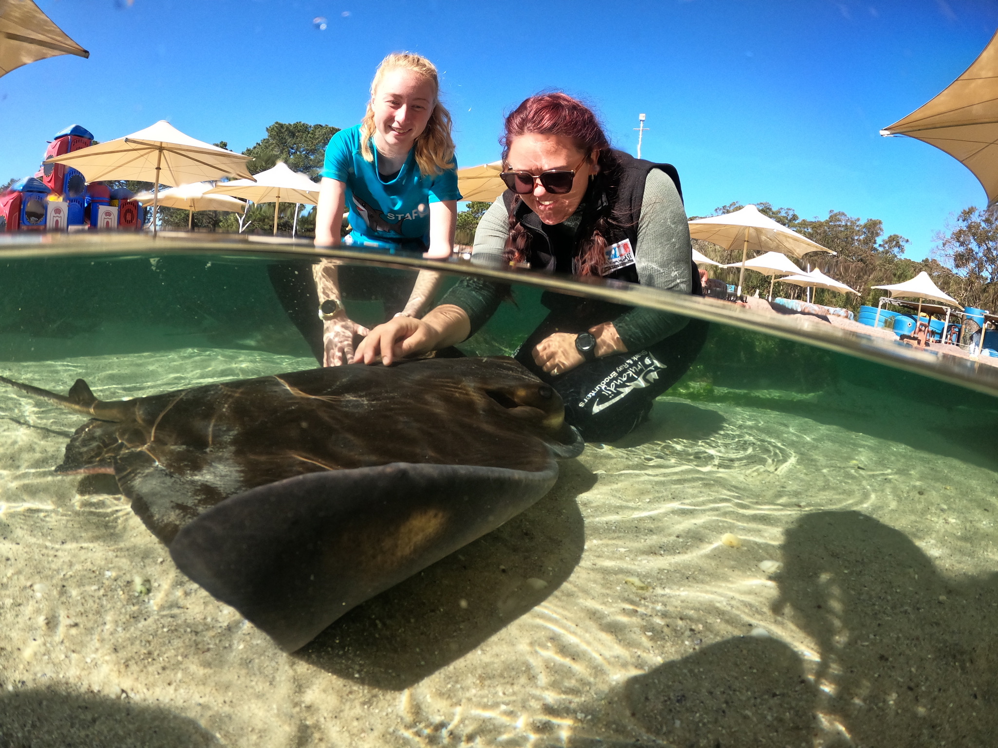 The Ultimate Aussie Animal Package - B2B Booking - Visit Oakvale Wildlife Park & Irukandji Shark & Ray Encounters with ONE PASS