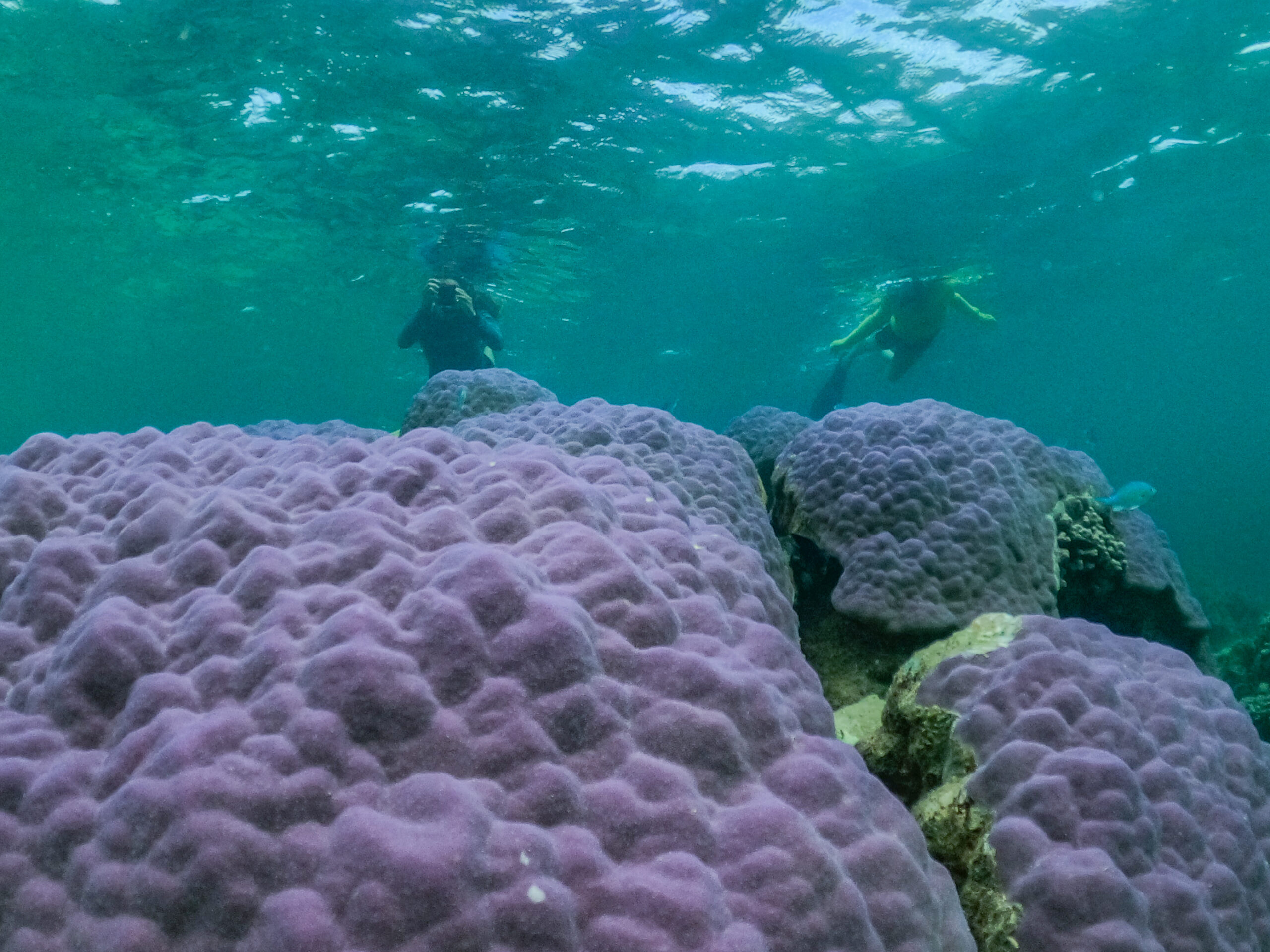 Coral By Kayak