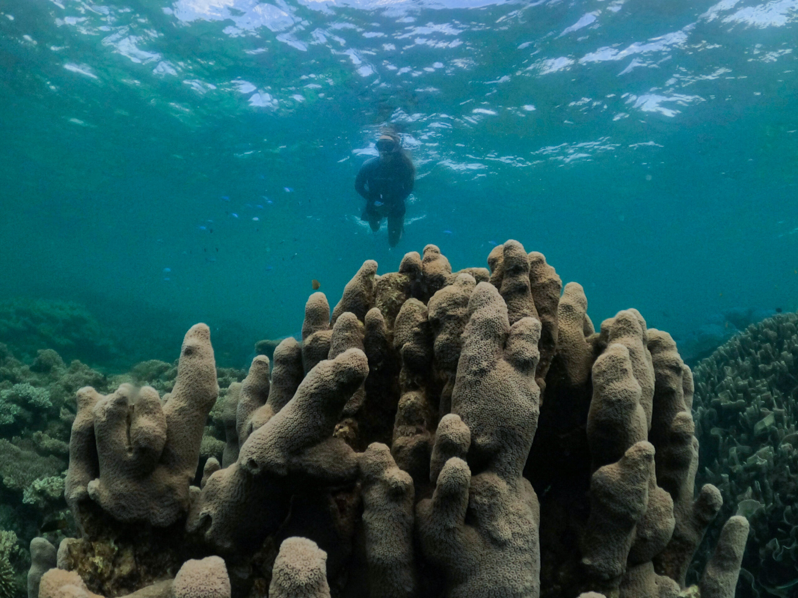 Coral By Kayak