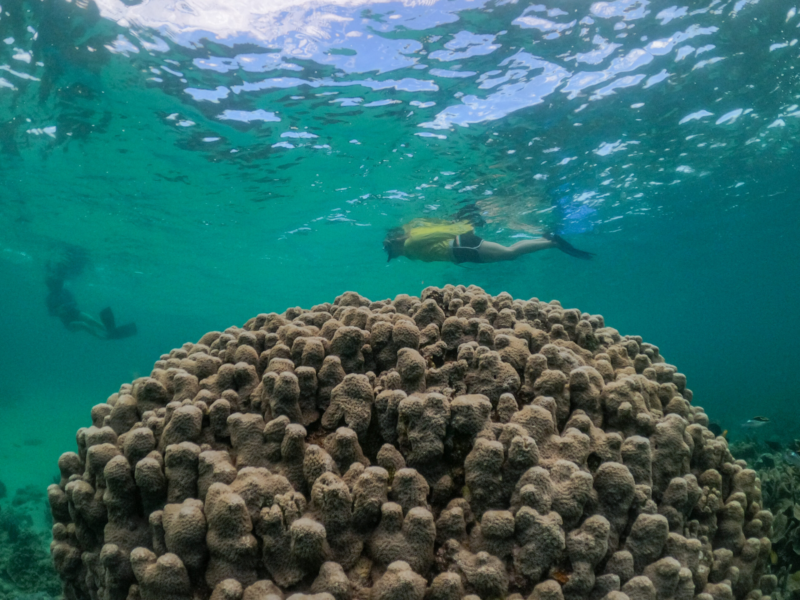 Coral By Kayak