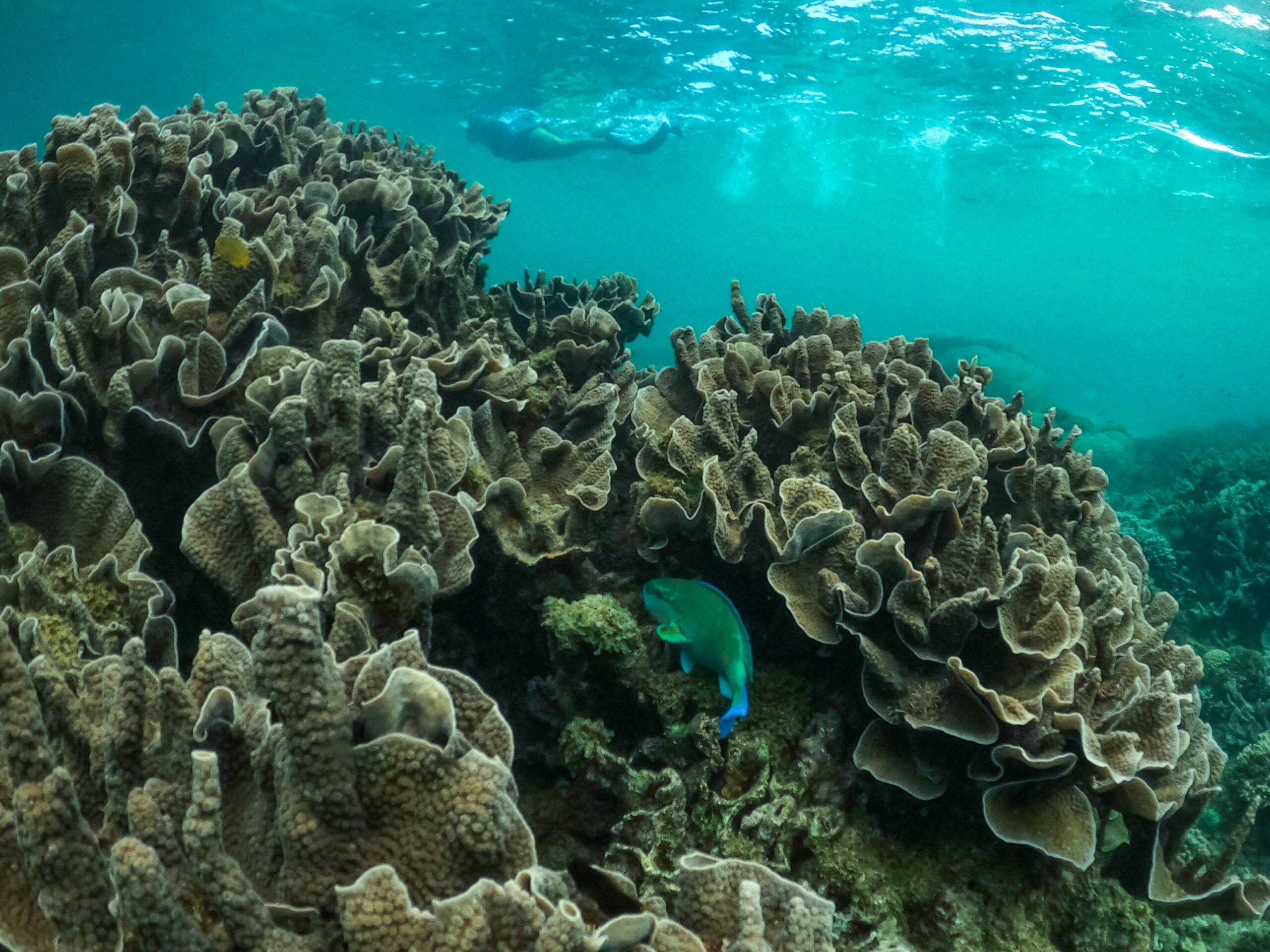 Coral By Kayak