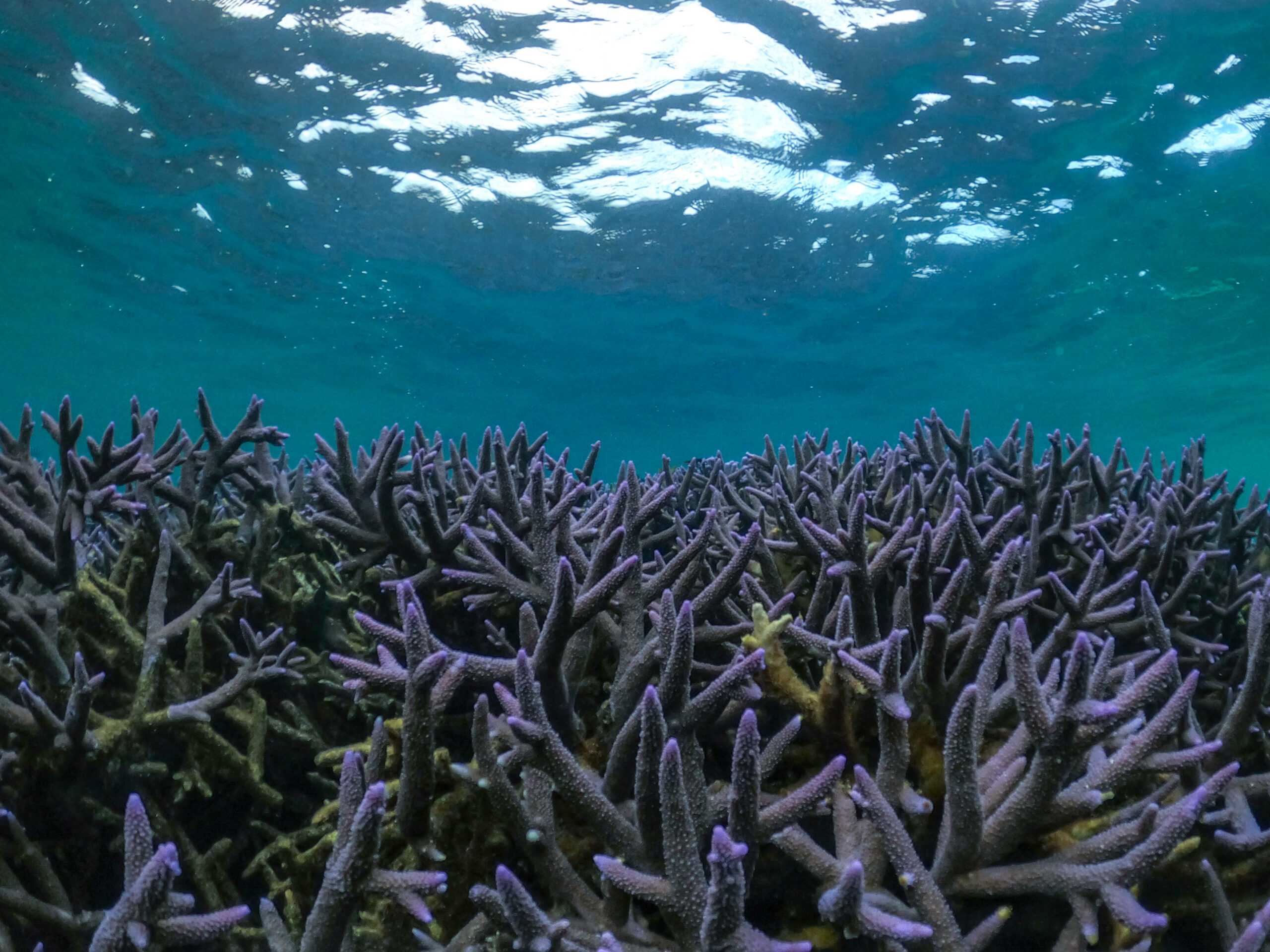 Coral By Kayak