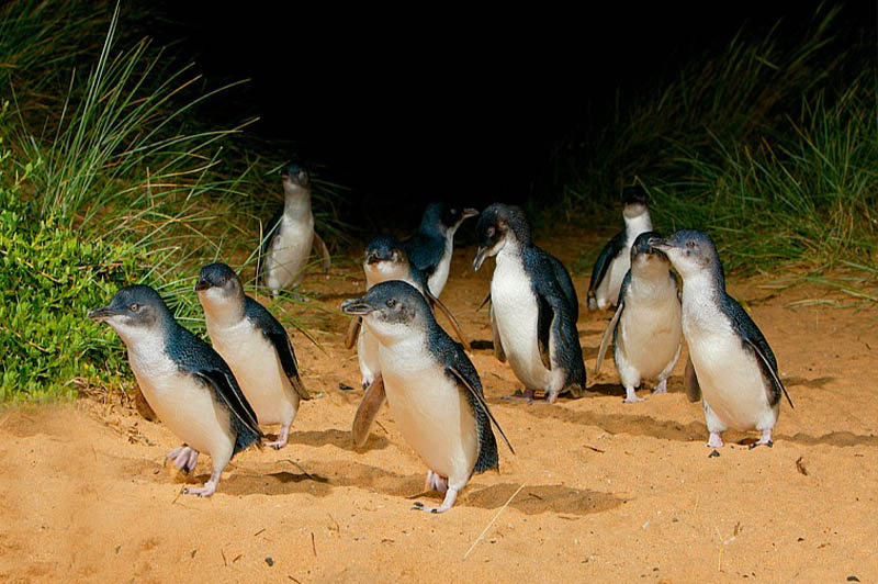 Phillip Island Wine, Wildlife, and Penguins Tour from Phillip Island