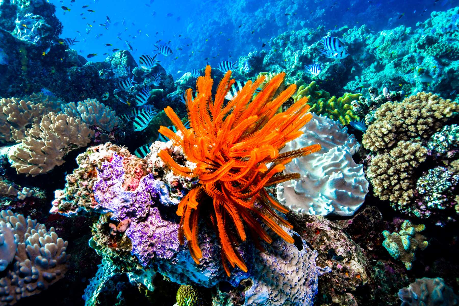 The Ultimate Great Barrier Reef Safari - Half Day Private Charter