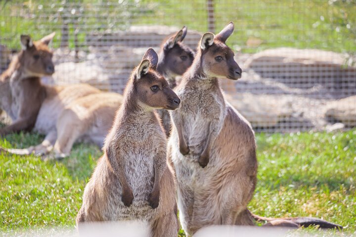 Private Blue Mountain Tour with Sydney Zoo and River Cruise