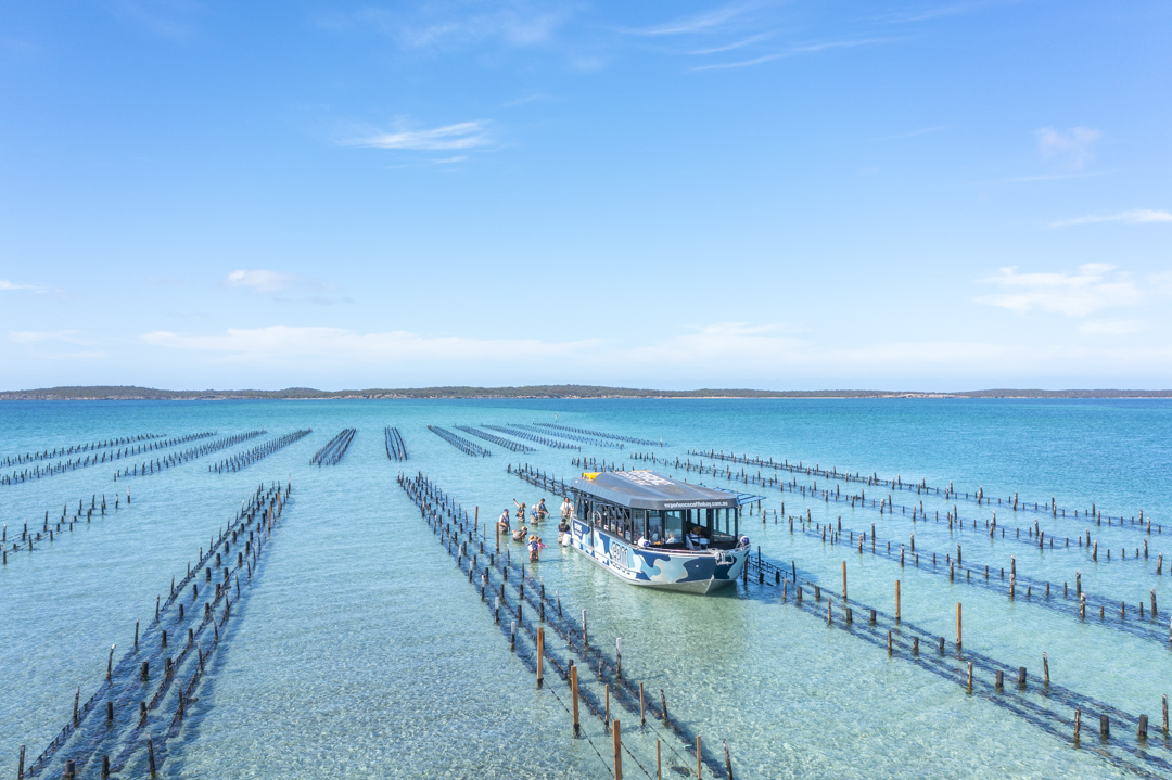 Coffin Bay Oyster Farm & Bay Tour – No Oysters – Inc Wading Experience