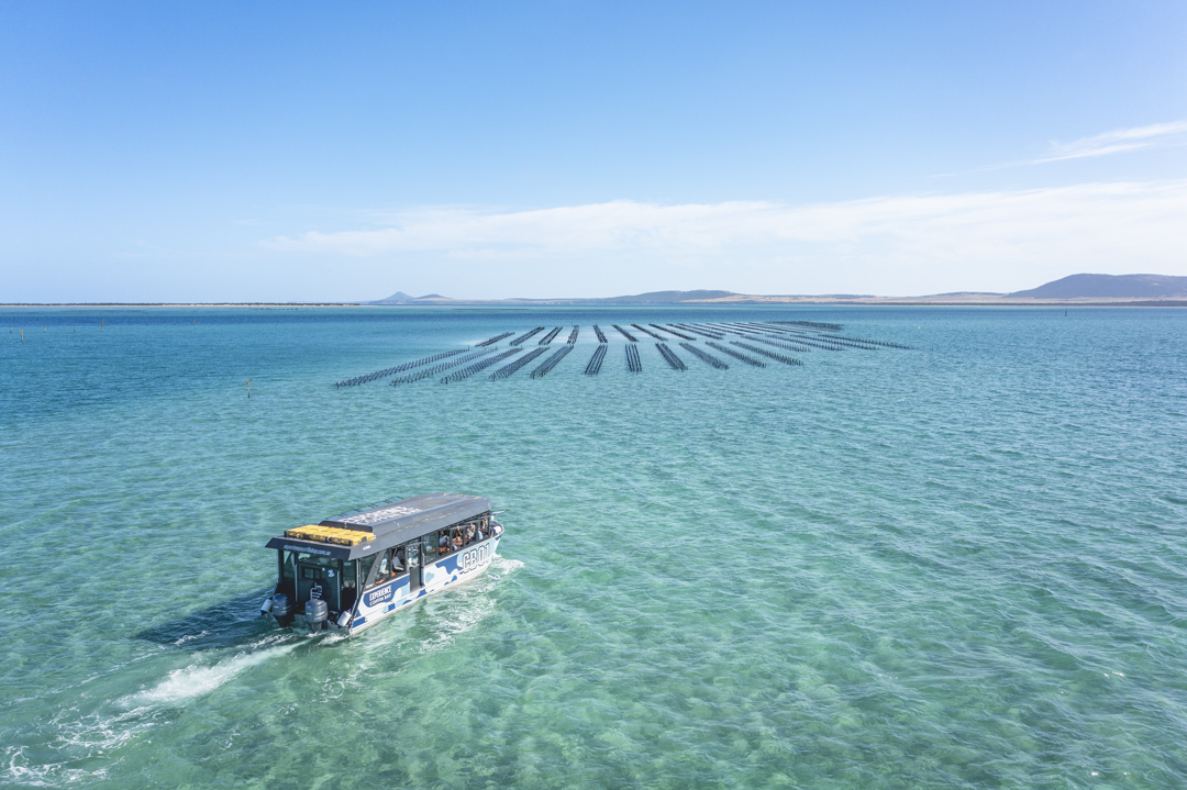 Coffin Bay Oyster Farm & Bay Tour - No Oysters - Including Wading Experience