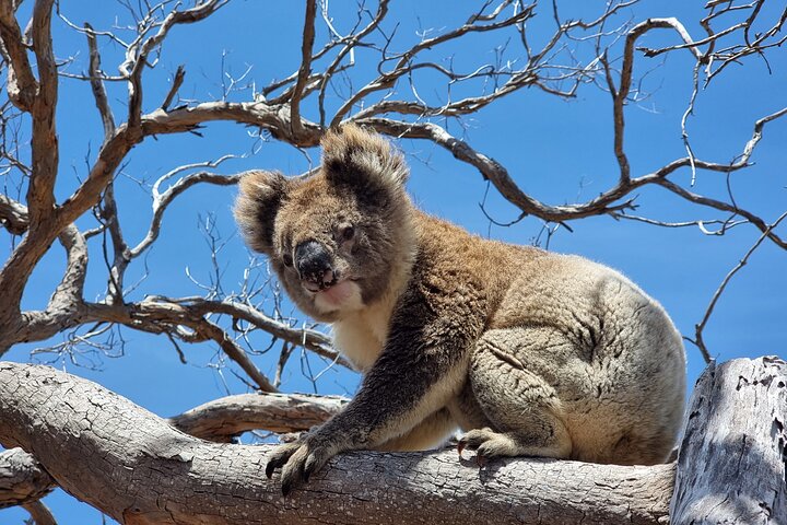 Port Lincoln Mikkira Station Wild Koala Safari Tour
