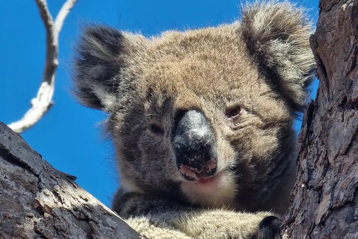 Port Lincoln Mikkira Station Wild Koala Safari Tour