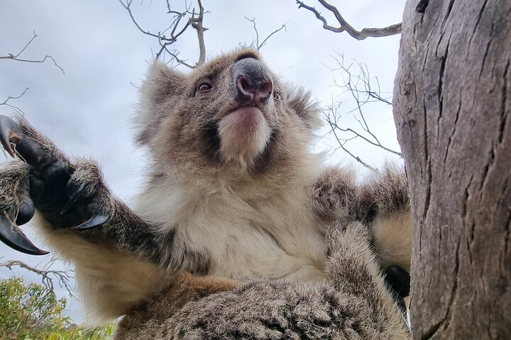 Port Lincoln Mikkira Station Wild Koala Safari Tour