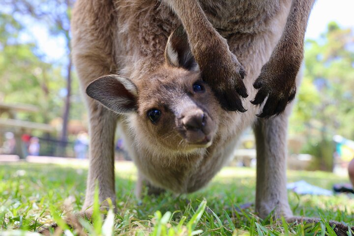 Private Nature Escape Tour 2 Days in Sydney