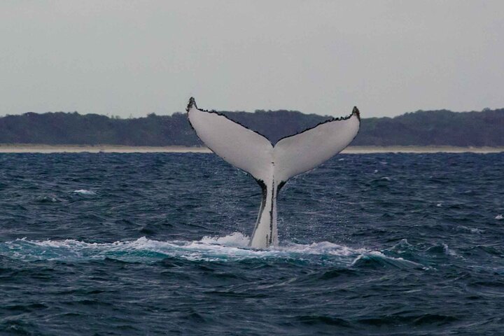 Whale watching experience in Noosa Heads