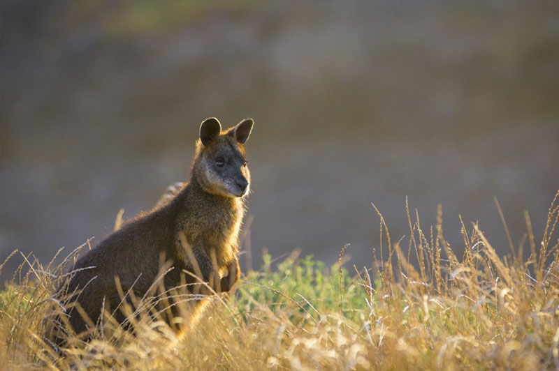 Phillip Island Wine & Penguins Tour  - Cruise Passengers Only