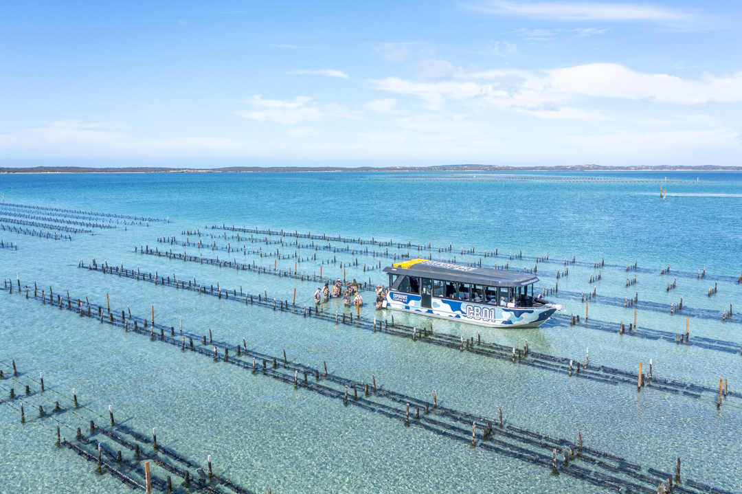 Coffin Bay Oyster Farm & Bay Tour - No Oysters - Including Wading Experience