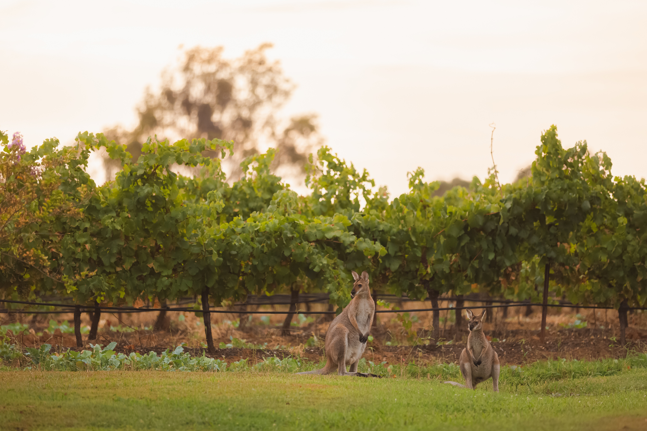 Boutique Hunter Valley Wine Tour Departing from Newcastle