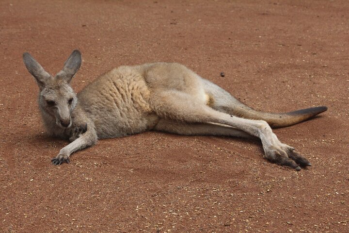 Sydney Opera House and Aussie Animals Private Tour