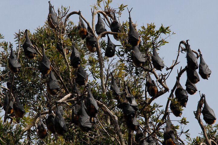 Walking with Sydney Flying Foxes (Fruit Bats)