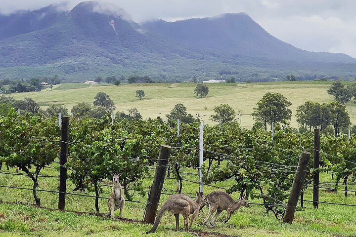 Private Hunter Valley Wine Tasting Tour from Sydney