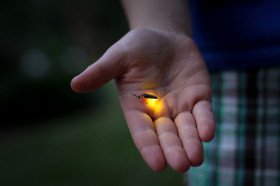 Chasing Fireflies - A Guided Walk