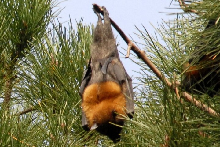 Walking with Sydney Flying Foxes (Fruit Bats)