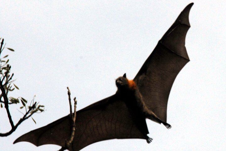 Walking with Sydney Flying Foxes (Fruit Bats)