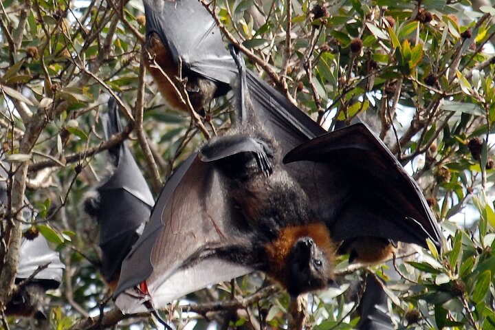 Walking with Sydney Flying Foxes (Fruit Bats)