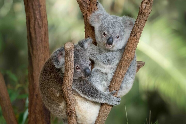 Australia Zoo Transfer from Noosa, Coolum, Marcoola & Twin Waters