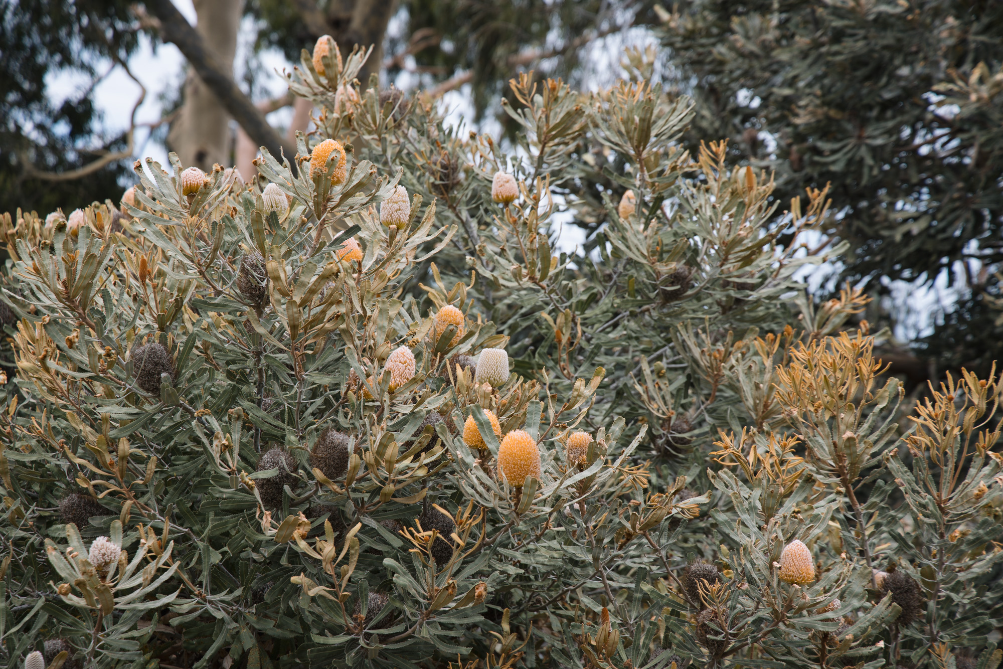 Mooro Katta Gar-Up Walking Tour (Kings Park)