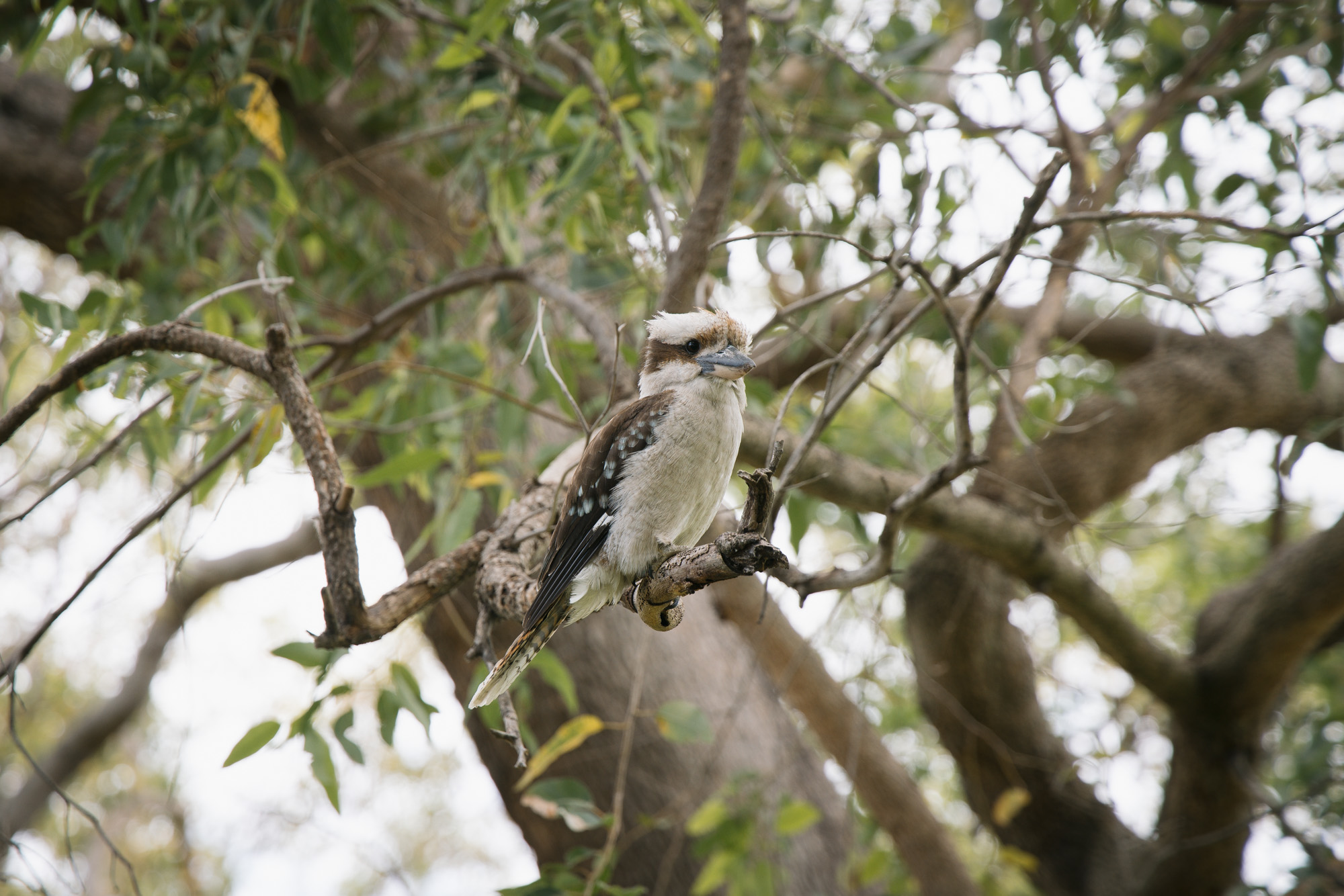 Mooro Katta Gar-Up Walking Tour (Kings Park)